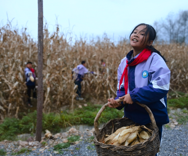 學(xué)生分工明確，將玉米運(yùn)到空地處.jpg